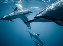 开云在线-【西甲】纳乔库娃送礼阿扎尔伤退 皇马压哨中楣1比2